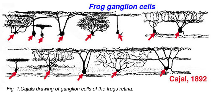 File:Frog ganglion cells.jpeg