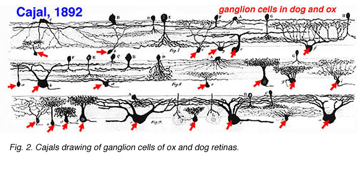 File:Dog and ox ganglion cells.jpeg