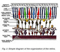 Simple Diagram of the Organization of the Retina.jpeg