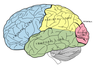 cortical lobes